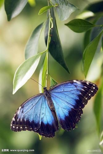 黎明闪蝶(蛱蝶科)