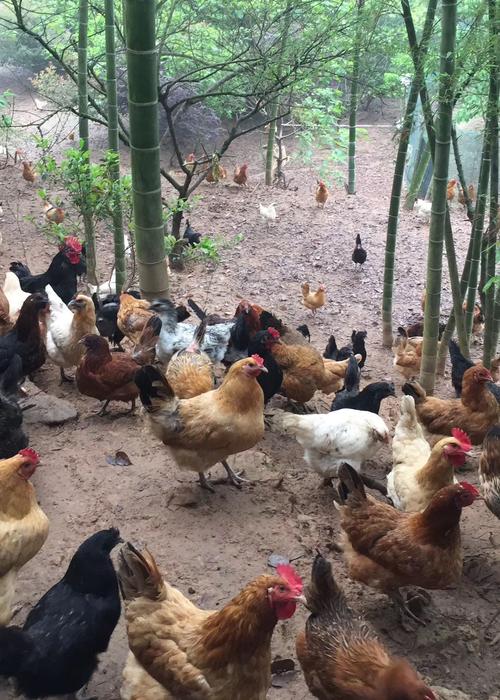 正宗土鸡散养农家土鸡新鲜现杀活鸡土鸡散养12个月以上 一只发货