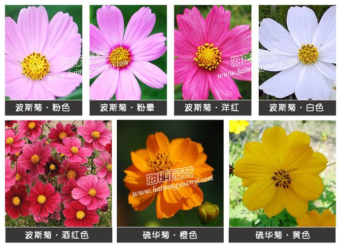 波斯菊矮生波斯菊奏鸣曲系列盆栽波斯菊阳台庭院四季