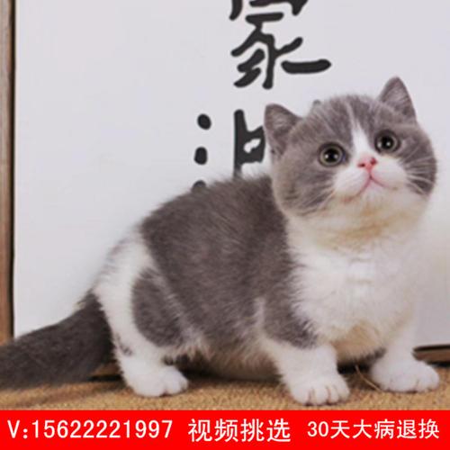 纯白拿破仑矮脚猫幼蓝白猫咪短腿猫曼基康英短猫咪
