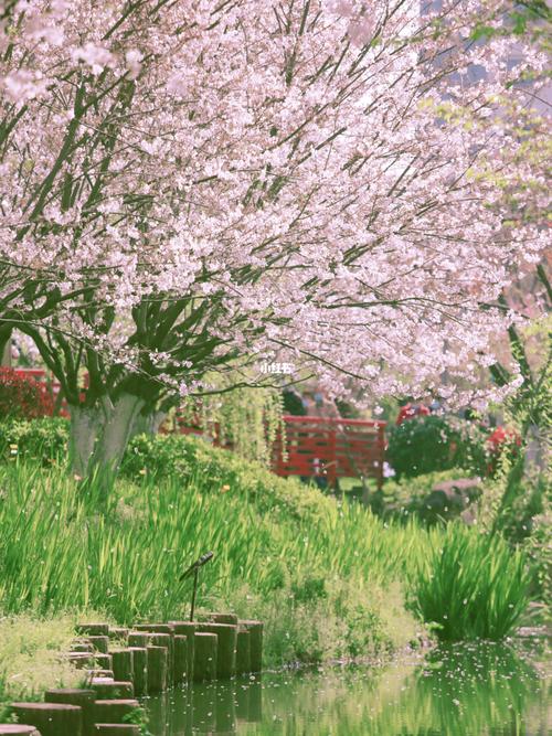 【宁波 樱花公园 】不见方三日 世上满樱花_樱花_樱花