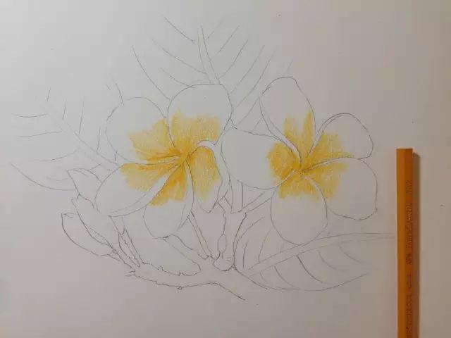 彩铅老年大学058|用水溶彩铅画鸡蛋花