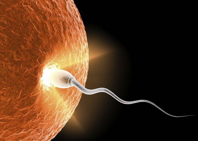 1枚精子要经过多少险关才能与卵子相遇?看完才知道受孕有多难