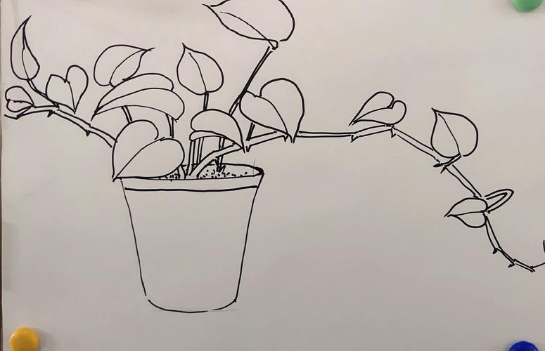 《植物写生》——体音美组教研活动