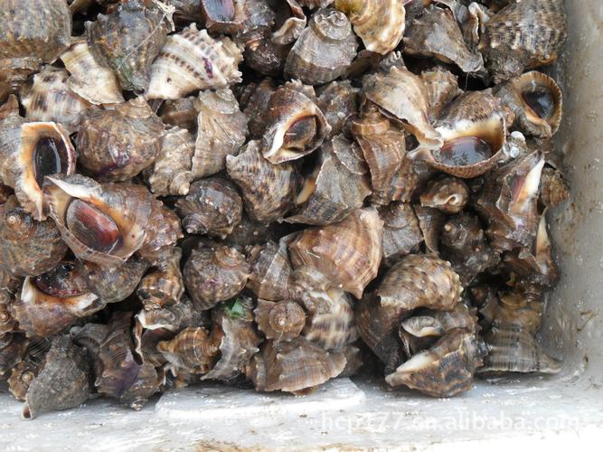 冷冻水产品批发,渤海湾红里螺,活鲜海螺,海鲜红利螺