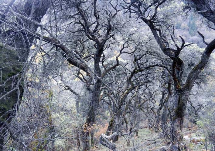 成片的原始森林里,古柏高大挺拔,青松枝密叶茂,杉树,杨柳密密匝匝