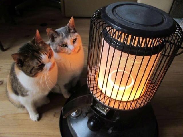 冬天取暖的小猫咪们,一个个都呆萌可爱