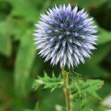一日一花# 硬叶蓝刺头echinop.