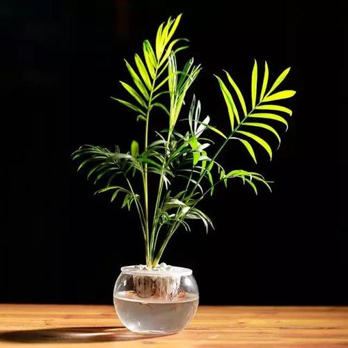 龟背竹,甲醛,富贵竹,橡皮树,袖珍椰子