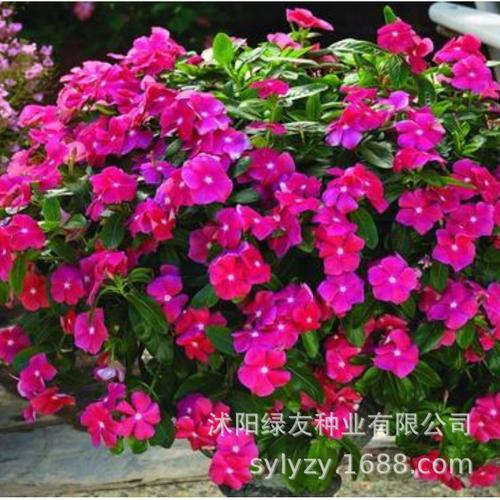 批发长春花种子 日日春 长春花