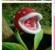 多肉植物里有没有大嘴花?