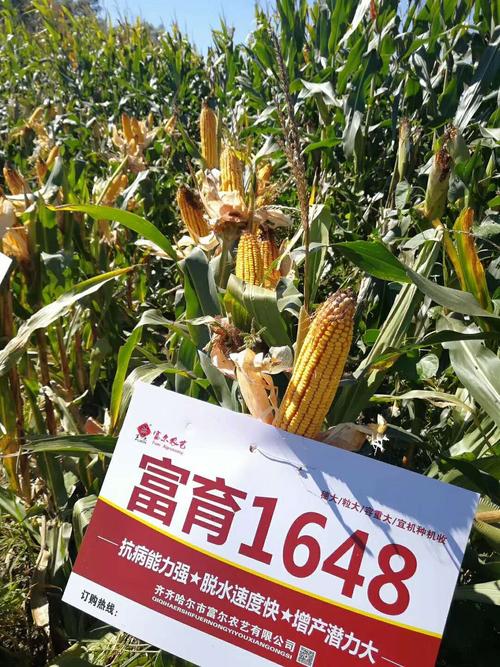 富育1648,富尔2018年最新审定,一代的纯种子,富尔农艺巨资主推品种!