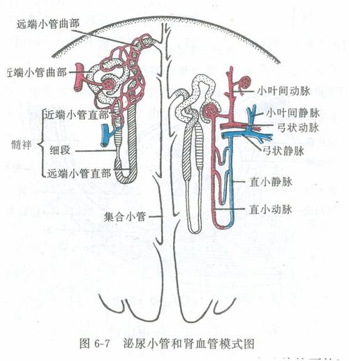 【讲义】第十章 尿的生成和排放 (上)