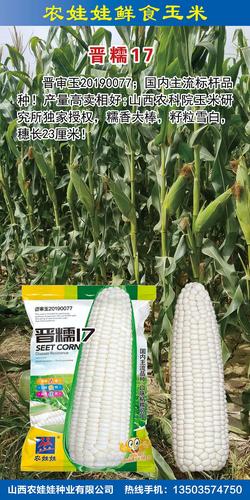 农娃娃鲜食糯玉米品种----晋糯17