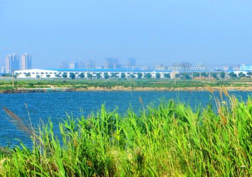 丹东自驾4—丹东东港鸭绿江观鸟湿地(第二天)