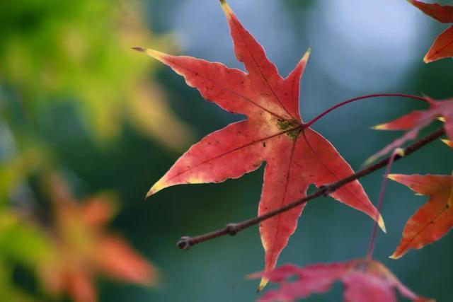 秋季之所以会有五彩斑斓的颜色,主要是来自许多植被在秋季时的落叶