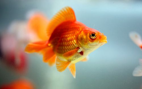 动物图片大全,观赏鱼图片大全电