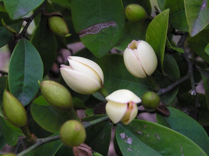 特价 若然含笑 含笑花 含笑散发 含笑香气很浓