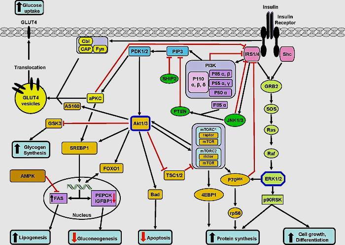 胰岛素的信号通路,引自biochem j. 201
