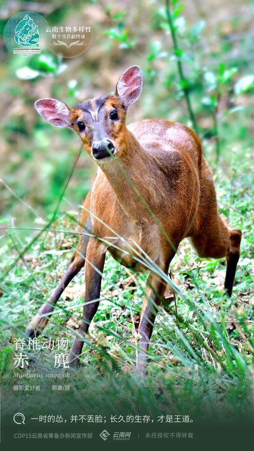【云南生物多样性数字化百科图谱】脊椎动物·赤麂:怂