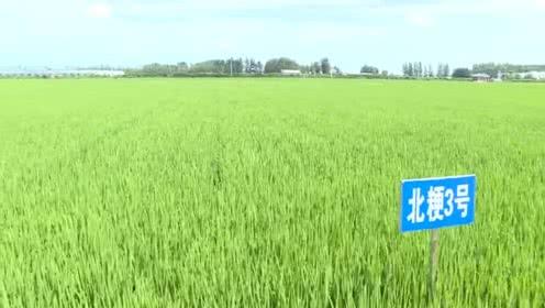 首选超级稻北粳3号!