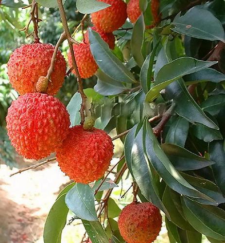 荔枝的叶子是不是狭长的?