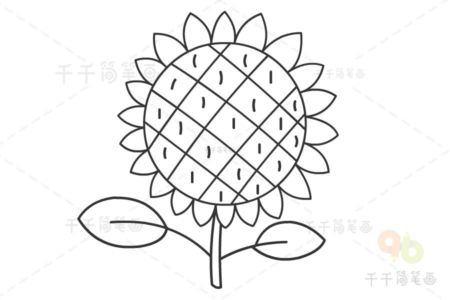 向日葵简笔画图片教程图解