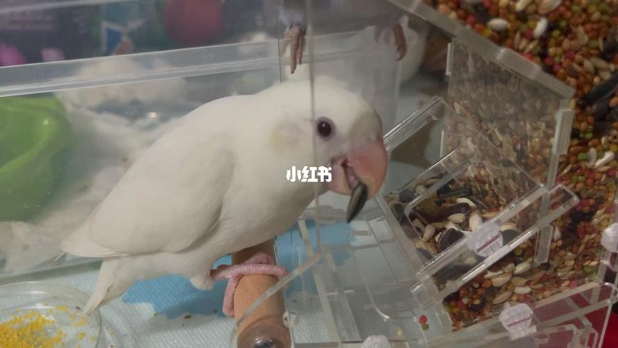 学会嗑瓜子的牡丹鹦鹉 白闪_瓜子_鹦鹉_牡丹_宠物