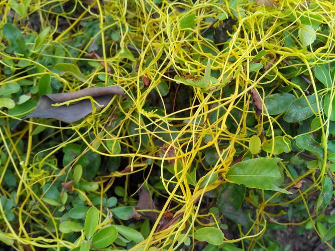 这是什么寄生藤植物?