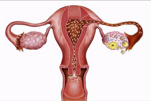 卵巢功能好不好?你需要做这3个生育力检查|子宫|性
