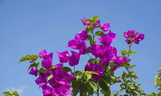 三角梅有哪些作用花语是什么