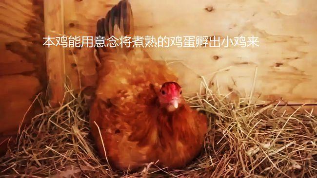 郑州春霖职校用意念使熟鸡蛋返生并孵化出小鸡,又见特异功能套路