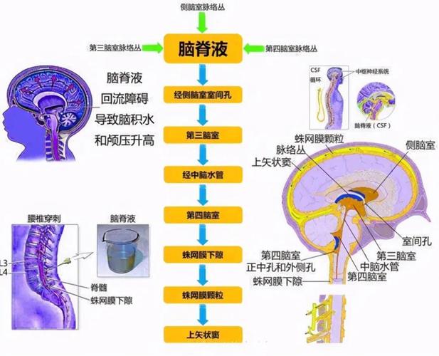 脑积水的"水"又是哪来的?