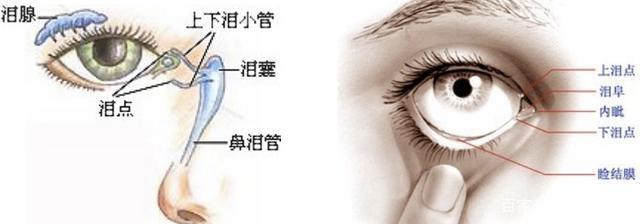 分泌部分包括泪腺和副泪腺.