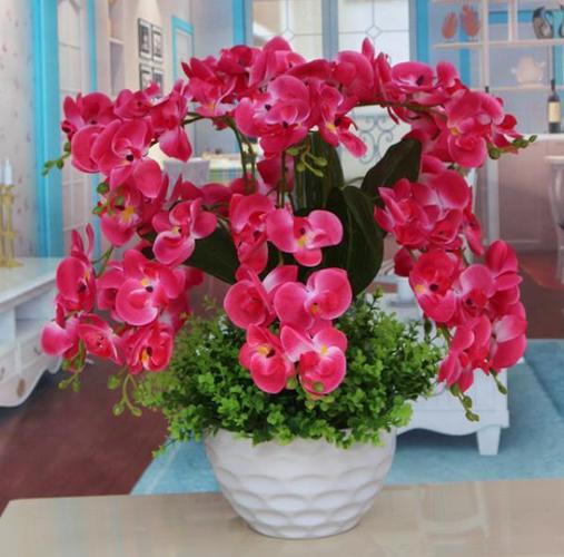 新手养蝴蝶兰有技巧掌握1个要点根壮还爆花简单好养