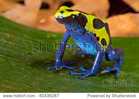 poison dart frog with bright vivid blue green colors.