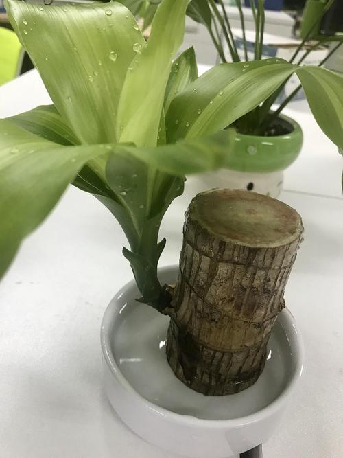 巴西木,一个木桩的成长