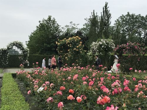 成都温江五月玫瑰园10万株玫瑰盛开等