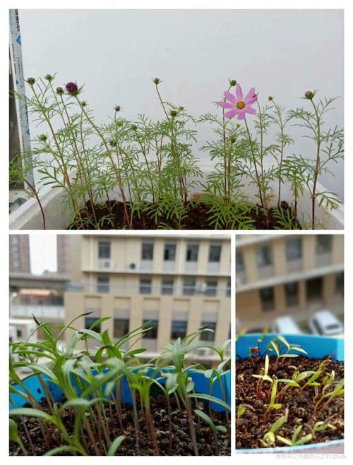 波斯菊的成长记,期待已久终于开了