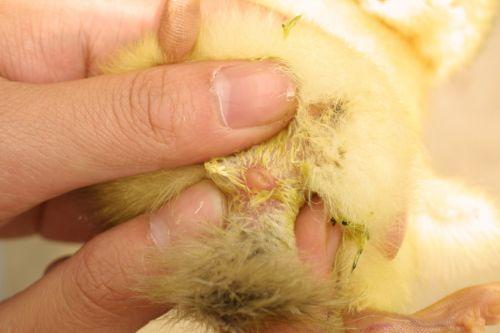 如何辨别小鸡的公母