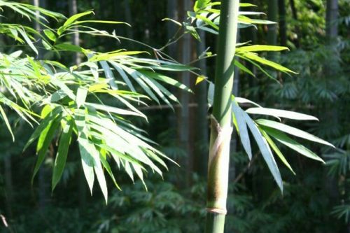 南条交北叶,新笋杂故枝. 月光疏已密,风声