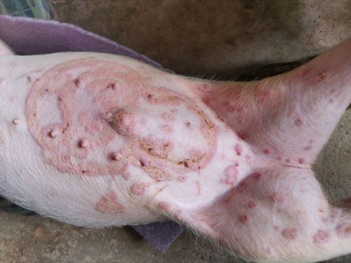 保育猪皮肤病,像癣病一样,不像是猪丹毒.