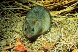 use of tidal marsh and upland habitats by the marsh rice rat