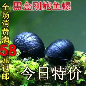 军帽螺