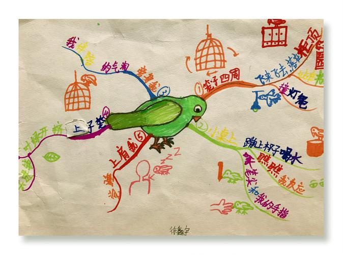 《珍珠鸟》之思维导图