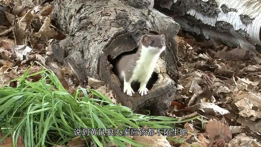一只黄鼠狼发现老鼠洞,钻进去一窝端,老鼠全程在惨叫
