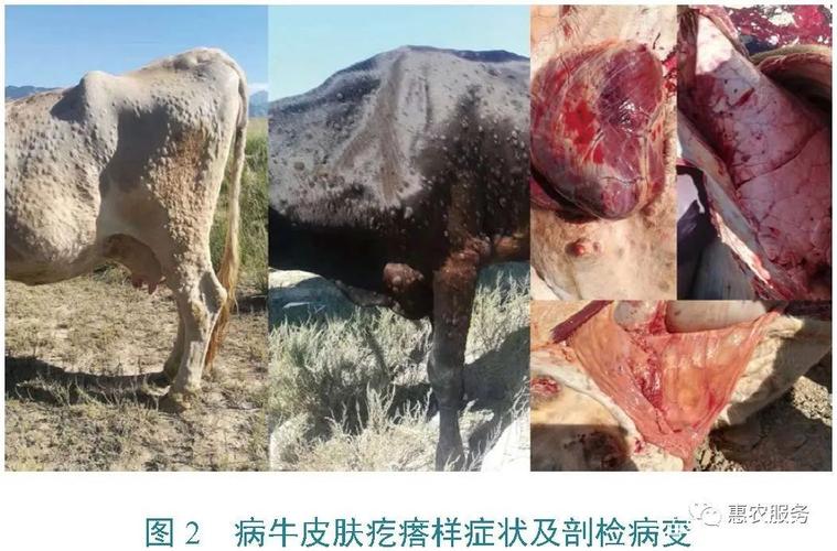 牛结节病完整的防治方案,助你养殖无忧!