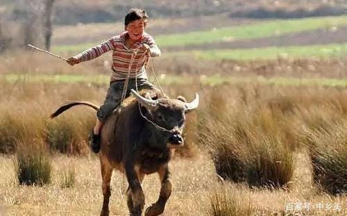 乡土散文:乡村放牛娃