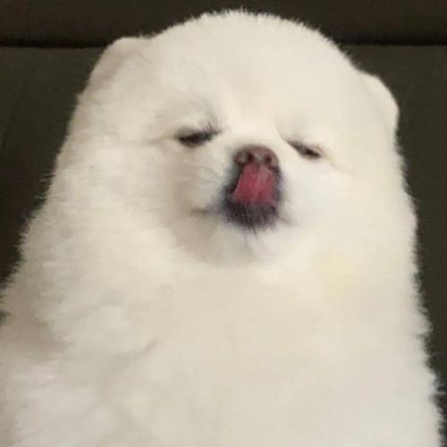 微信头像 | 精选可爱沙雕头像_壁纸