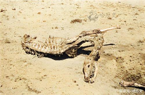 老照片:民国的内蒙古,惊见恐龙蛋和动物尸骨,牧民留着